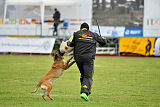 Fula Clever Fox