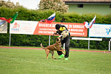 Working Malinois Daisy