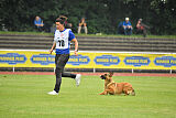 working-dog Gwendolin