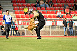 working-dog Gwendolin