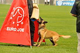 Fox von der schoenen Ecke