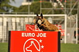 Fox von der schoenen Ecke