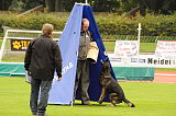 Gino von den wilden Grauen
