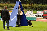 Gino von den wilden Grauen