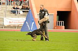 Ares vom Rabenhorst