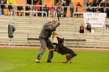 Zibu vom dunklen Zwinger