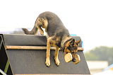 Oliver Val-bella-dog