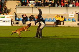 Fox von der schoenen Ecke