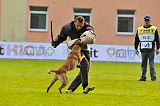 Ray vom Roten Milan