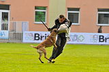 Ray vom Roten Milan