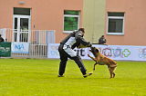 Ray vom Roten Milan