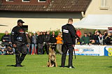 Condor von der Stoapfalz