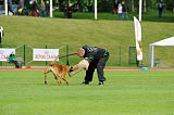 Zito vom Greifenring
