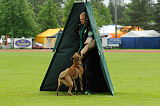 Mecberger Lassie