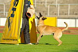 Brando Du Loups du Soleil