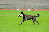 Boyd´s Bullriding Glenmore