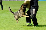 Aric vom wilden Klee