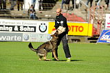 Aric vom wilden Klee