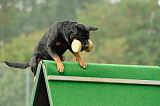 Snoopy vom Amtsbach