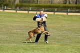 Graubaer`s Bruiser