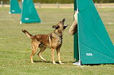 Graubaer`s Bruiser