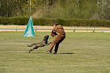 Boyd`s Bullriding Glenmore