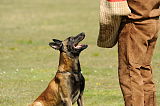 G 1 von der Goldenen Bernsteinsonne
