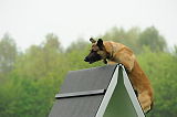 Nanuk vom Further Moor