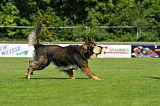 Ritchy vom Diekmoor