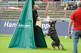 Ferro von den Oderwiesen