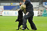 B'dog vom Eichbaum