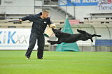 B'dog vom Eichbaum