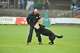 B'dog vom Eichbaum