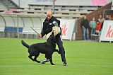 B'dog vom Eichbaum