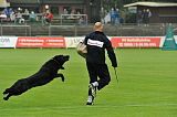 B'dog vom Eichbaum