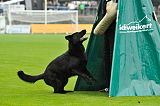 B'dog vom Eichbaum