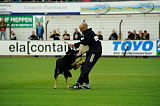 Cidman vom Wolfsdreieck