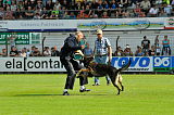 Chicco von Herrenhaus Werder