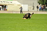 H Reggie von Haus Juros