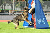 Basco vom wilden Klee