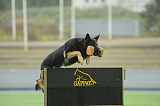 Airwolf Asko