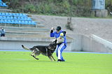 Jago vom Haus Sevens
