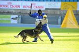 Jago vom Haus Sevens