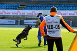 Ivar vom Falorie