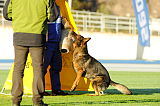 Fido von der Hagenmühle