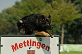 Jenky von der Schiffslache