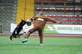 Pancho vom Marksbachtal