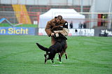 Pancho vom Marksbachtal
