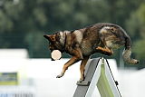 Jack vom Rothaarpark