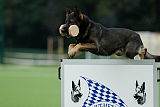 Ares vom Rabenhorst
